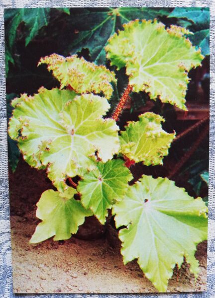 Telpaugi 1987 "Begonia manicata" pastkarte 10,5x15 cm A. Terzijeva foto 