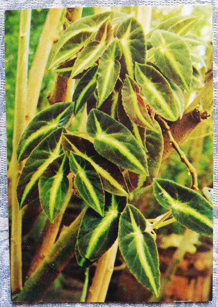 Telpaugi 1987 "Begonia listada" pastkarte 10,5x15 cm A. Terzijeva foto 