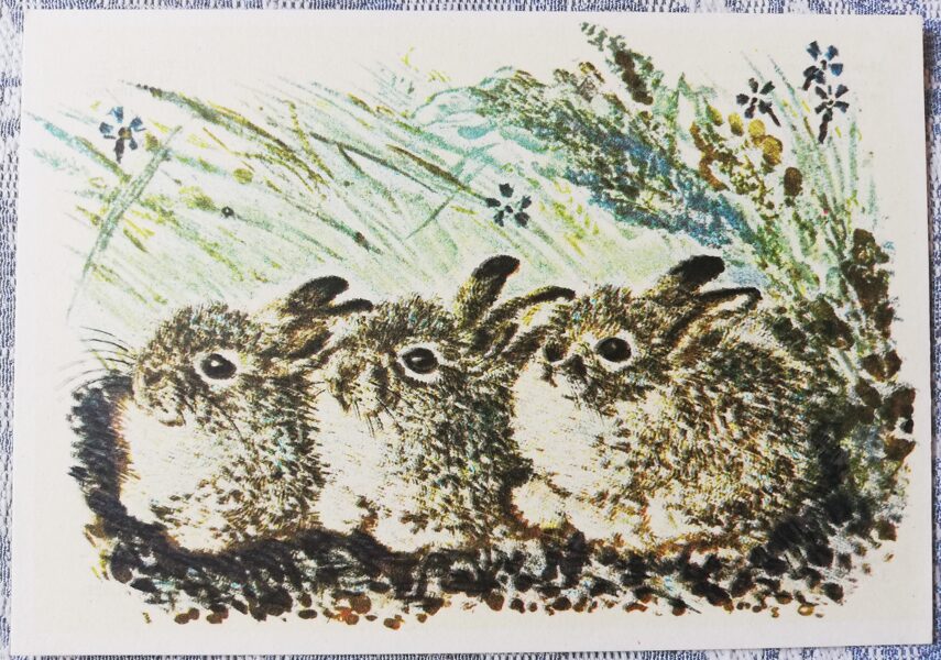 Children's postcard of the USSR 1979 "Hares" 15x10.5 cm  
