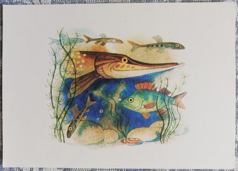 Children's postcard of the USSR "Pike and perch in the river" 1978 15x10.5 cm Soviet artist