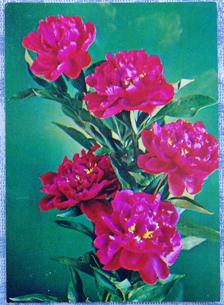 1984 "Peonies" 10.5x14.5 cm Greeting card; color photo by G. Kostenko 