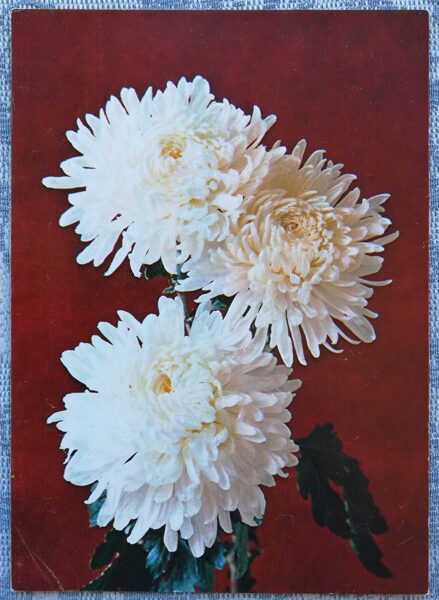 1984 Chrysanthemum "Cosmos" 10,5x14,5 cm Greeting card; color photo by G. Kostenko 