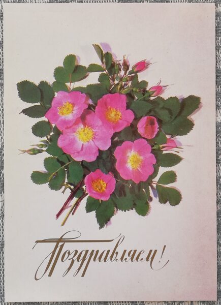 Поздравительная открытка 1987 «Поздравляем!» 10,5x15 см Шиповник 