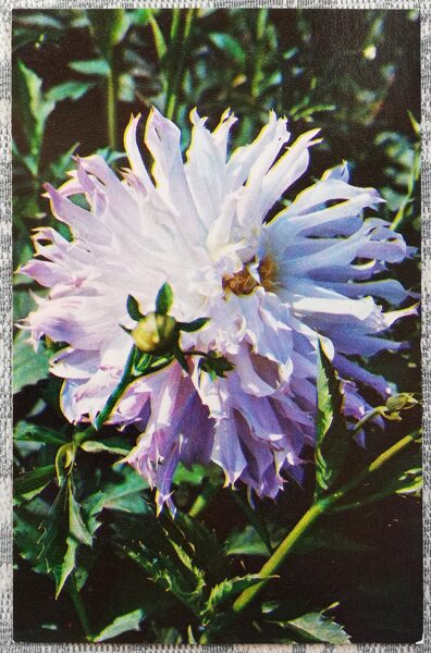 Dālijas "Okeāns" 1974 pastkarte 9x14 cm N. Matanova foto 