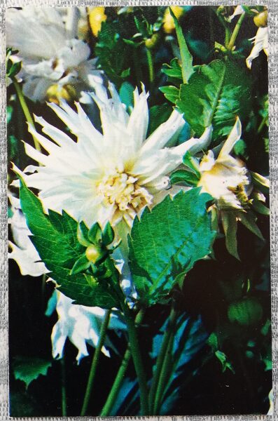 Dālijas "Sniegbaltīte" 1974. gada pastkarte 9x14 cm N. Matanova foto 