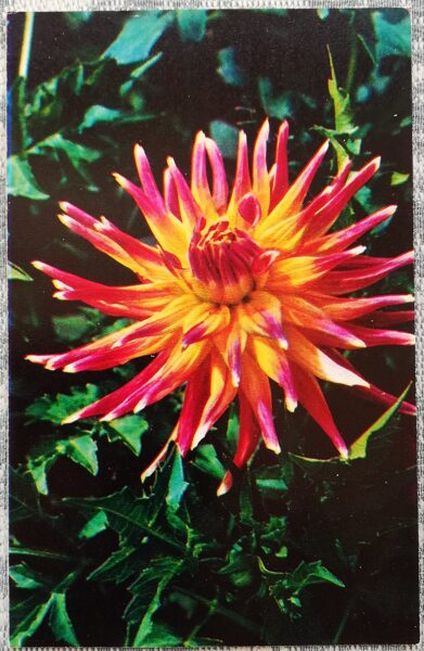 Dālijas "Jakutija dimants" 1974. gada pastkarte 9x14 cm N. Matanova foto 