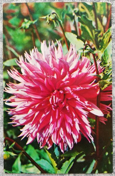 Dālijas "Phaedra" 1974. gada pastkarte 9x14 cm N. Matanova foto 