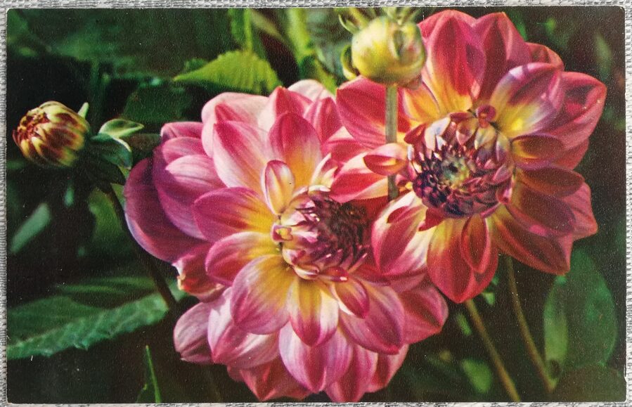 Dālijas "Pāvu acs" 1974. gada pastkarte 9x14 cm N. Matanova foto 