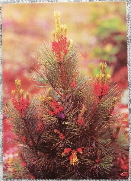 New Year Postcard 1989 "Best wishes for the New Year!" Pine 10.5x15 cm 