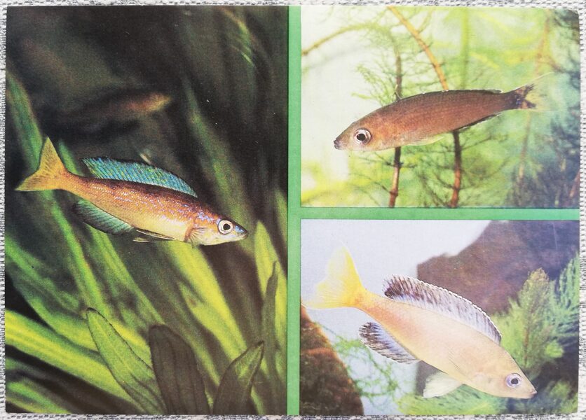 Cichlids 1988 aquarium fish Honey cyprichromis. Leptozoma postcard 15x10.5 cm  