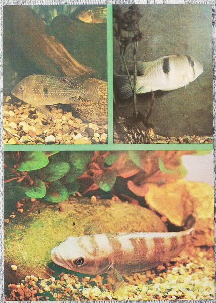 Cichlids 1988 aquarium fish Acarichthys heckelii Acarichthys geayi Batrachops spec. postcard 10.5x15 cm    