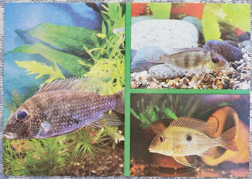 Cichlids 1988 aquarium fish Geophagus surinamensis Geophagus Jurupari postcard 15x10.5 cm   