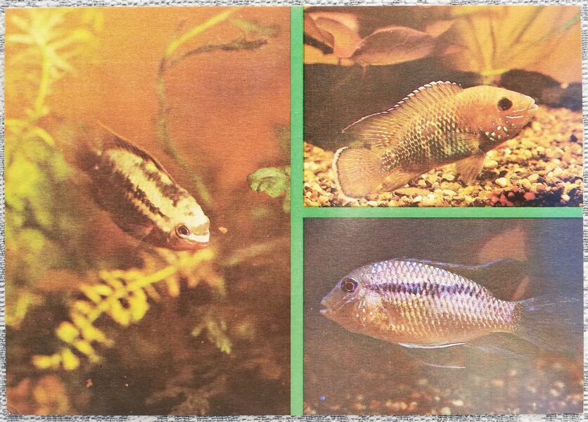 Cichlids 1988 aquarium fish Aequidens dorsiger Aequidens rivulatus Aequidens mariae postcard 15x10.5 cm 
