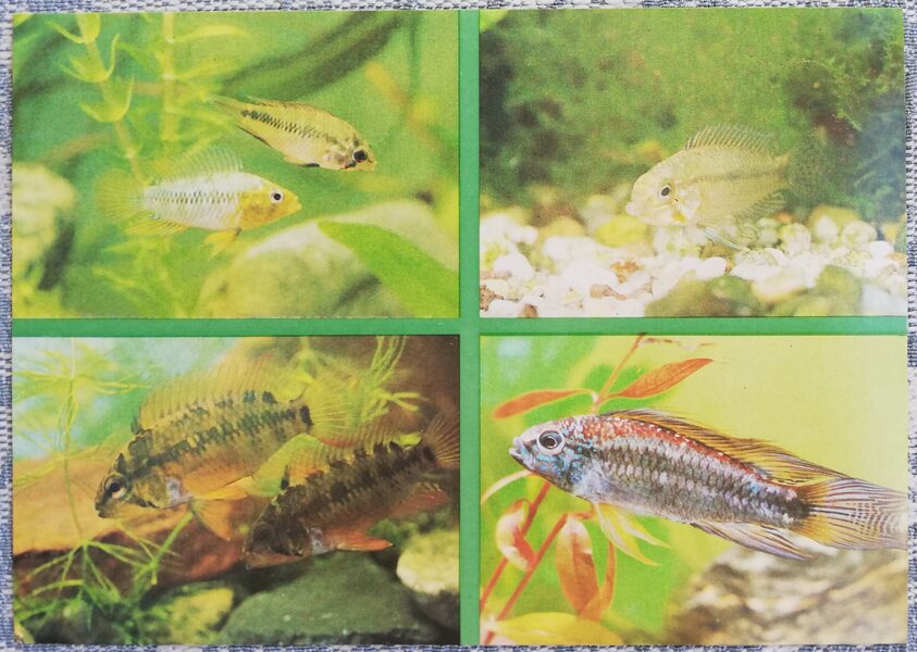 Cichlids 1988 aquarium fish Apistogram Borella Apistogramma commbrae postcard 15x10.5 cm   