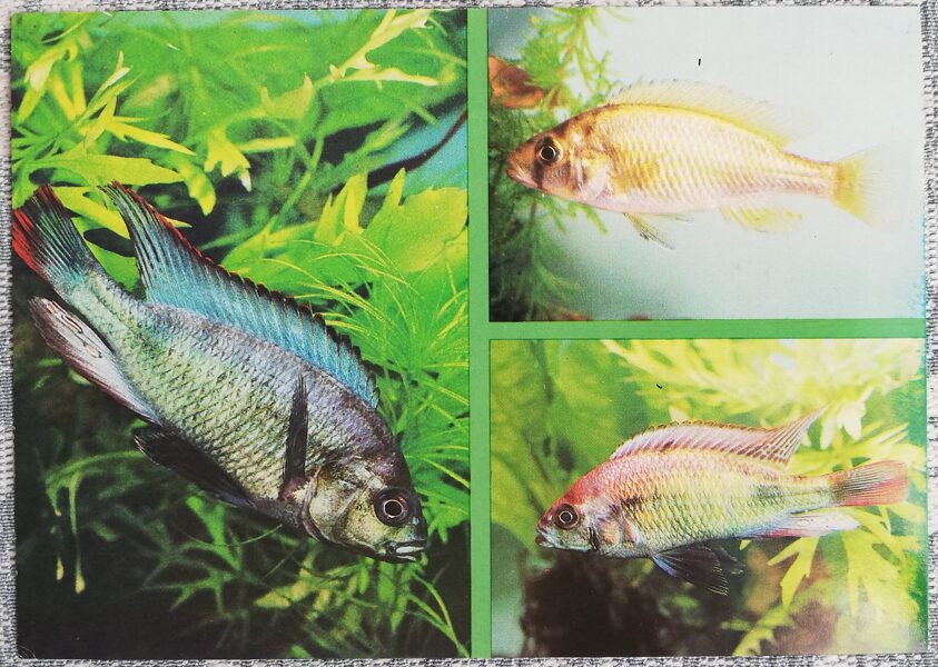 Cichlids 1988 aquarium fish Haplochromis nigricans postcard 15x10.5 cm  