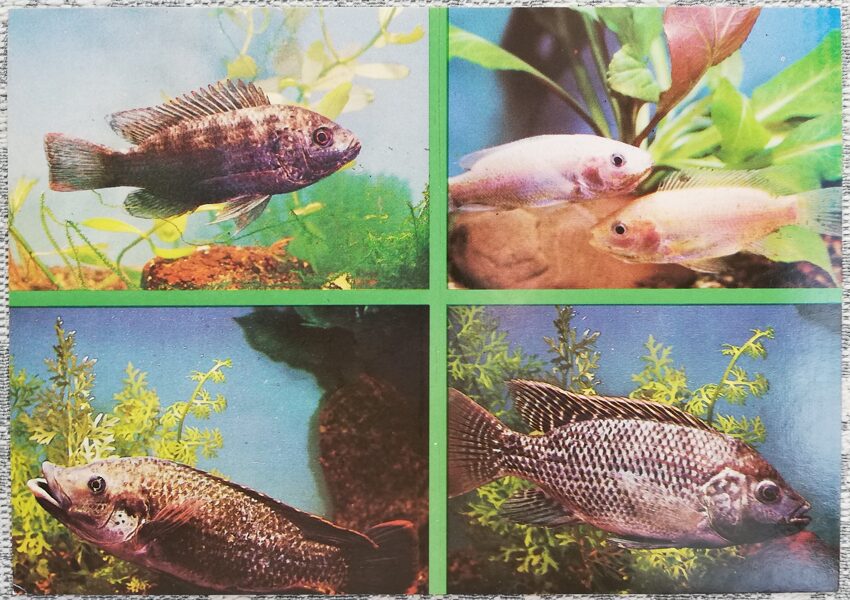 Cichlids 1988 Aquarium Fish Mozambique tilapia Golden Tilapia Nile Tilapia Postcard 15x10.5cm  