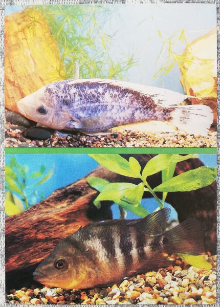 Cichlids 1988 aquarium fish Amphilophus citrinellus postcard 10.5x15 cm 