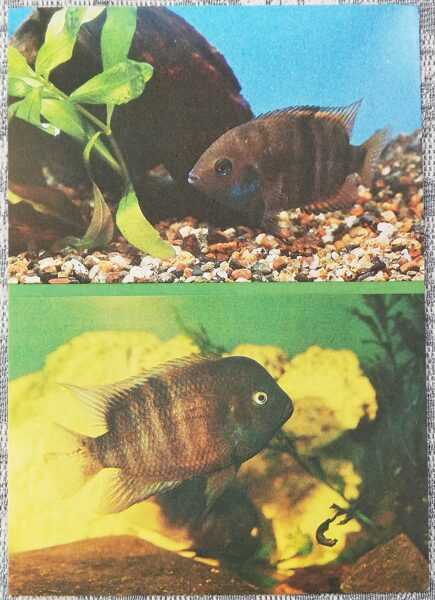 Cichlids 1988 aquarium fish Amatitlania sajica postcard 10.5x15 cm  