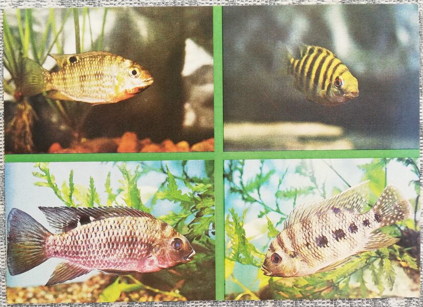 Cichlids 1988 aquarium fish Tilapia guineensis Tilapia mariae postcard 15x10.5 cm  