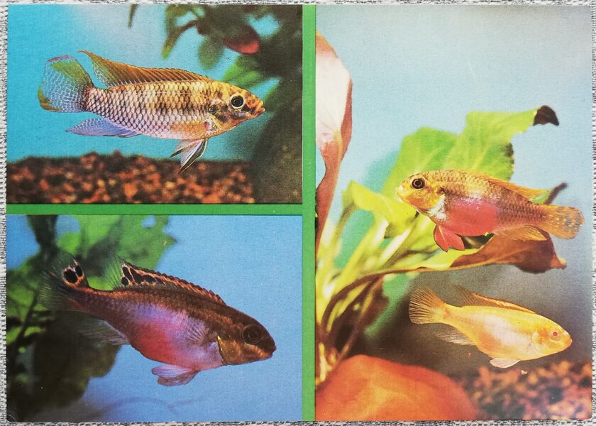 Cichlids 1988 Aquarium Fish Pelvicachromis subocellatus Pelvicachromis pulcher Postcard 15x10.5 cm  
