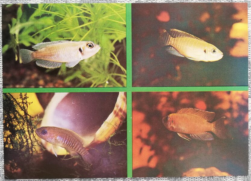 Cichlids 1988 Aquarium Fish Lamprologus ocellatus, brevis, multifasciatus Postcard 15x10.5 cm  