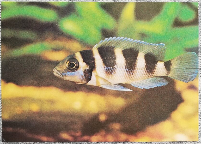 Cichlids 1988 aquarium fish Lamprologus tretocephalus postcard 15x10.5 cm  