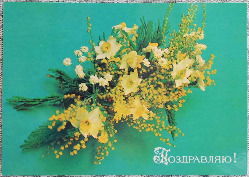 «Поздравляю!» 1984 поздравительная открытка CССР Нарциссы с мимозами 15x10,5 см  