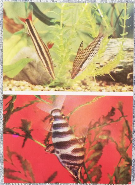 Characidae 1987 aquarium fish Common anostome Abramit postcard 10.5x15 cm 