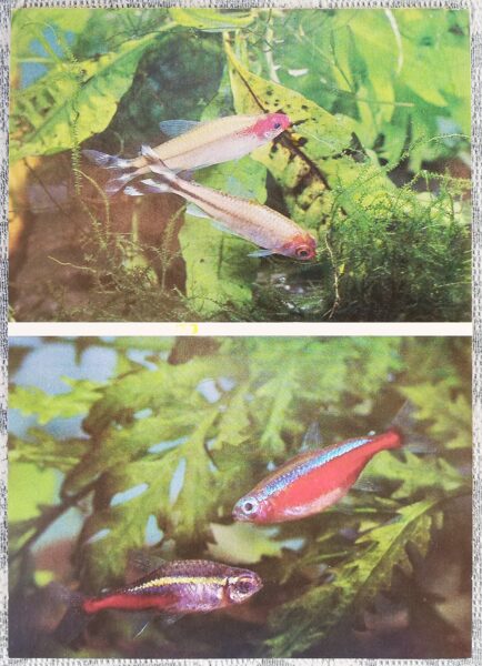 Characidae 1987 Aquarium Rummy-nose tetra Cardinal tetra Neon tetra Postcard 10.5x15cm 