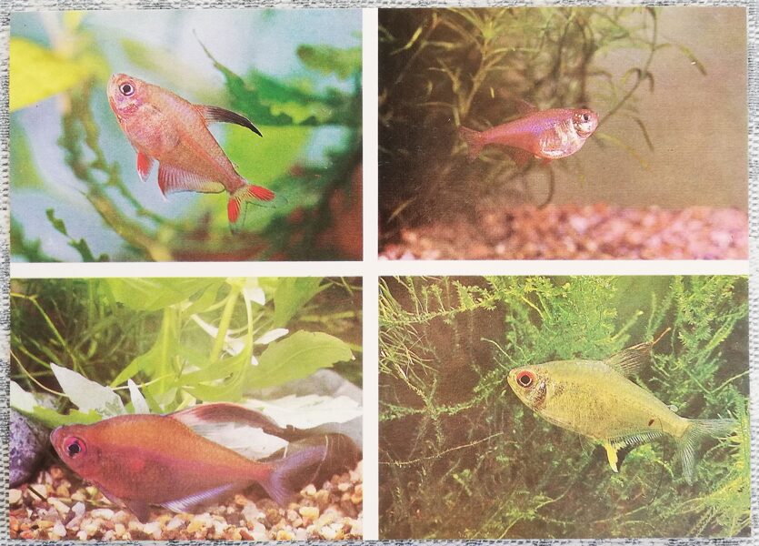 Characidae 1987 Aquarium Fish Bleading-heart- tetra Lemon tetra Postcard 15x10.5cm  