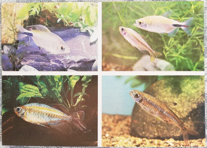 Characidae 1987 aquarium fish LONG-FINNED BRYCINUS YELLOW-TAILED CONGO TETRA postcard 15x10.5 cm   