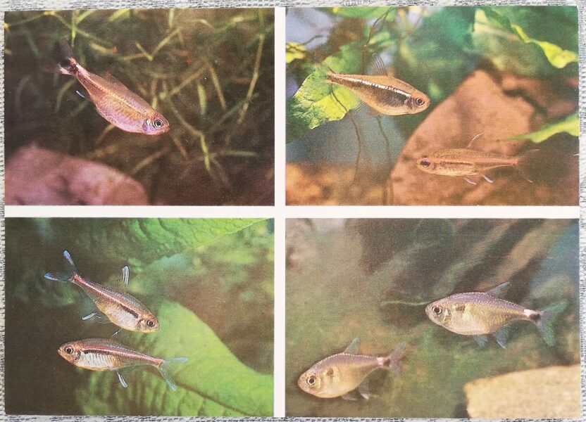 Characidae 1987 aquarium fish COSTELLO TETRA BLACK NEON TETRA FLAG TETRA postcard 15x10.5 cm 