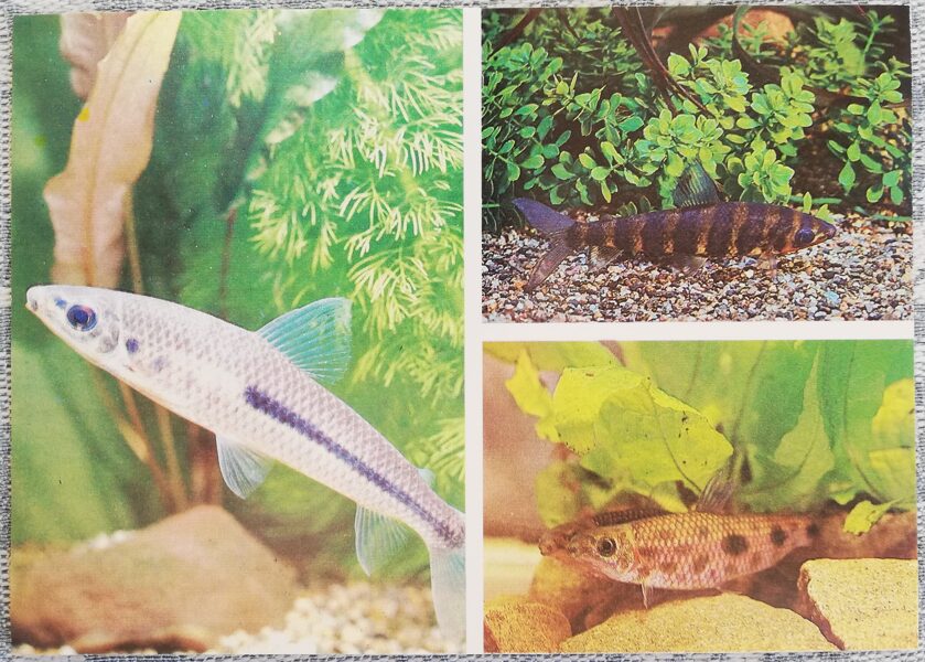 Characidae 1987 aquarium fish STRIPED LEPORINUS SPOTTED LEPORINUS BLACK-BANDED LEPORINUS postcard 15x10.5 cm  