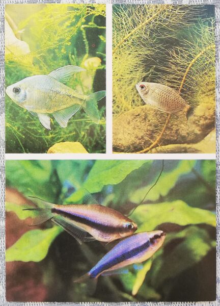 Haracin 1987 Diamond tetra 10.5x15 cm aquarium fish postcard  