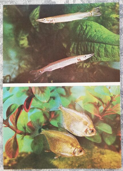 Characin 1987 Ctenolucius hujeta 10.5x15 cm aquarium fish USSR postcard  