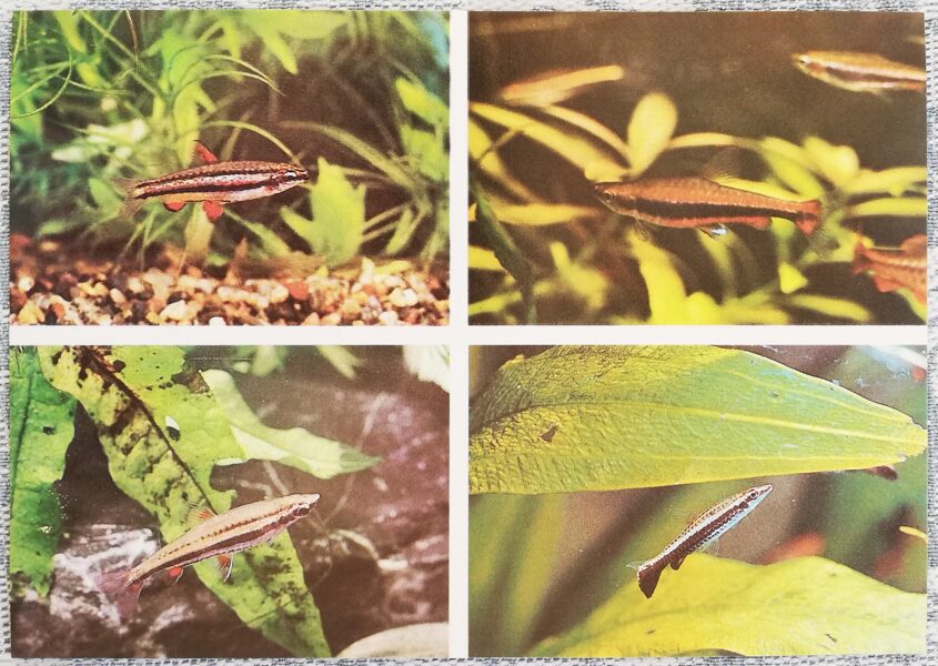 Lebiasinidae 1987 Nannostomus marginatus 15x10.5 cm aquarium fish USSR postcard  