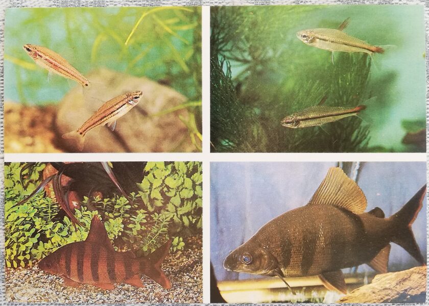 Citharinidae 1987 Neolebias trilineatus 15x10.5 cm aquarium fish USSR postcard  