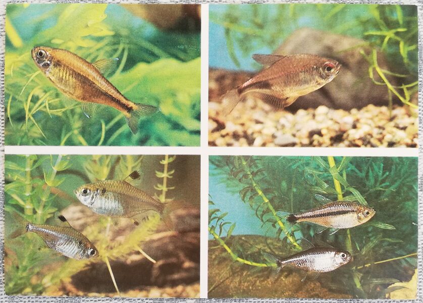 Characidae 1987 Hemigrammus rodwayi 15x10.5 cm aquarium fish USSR postcard  