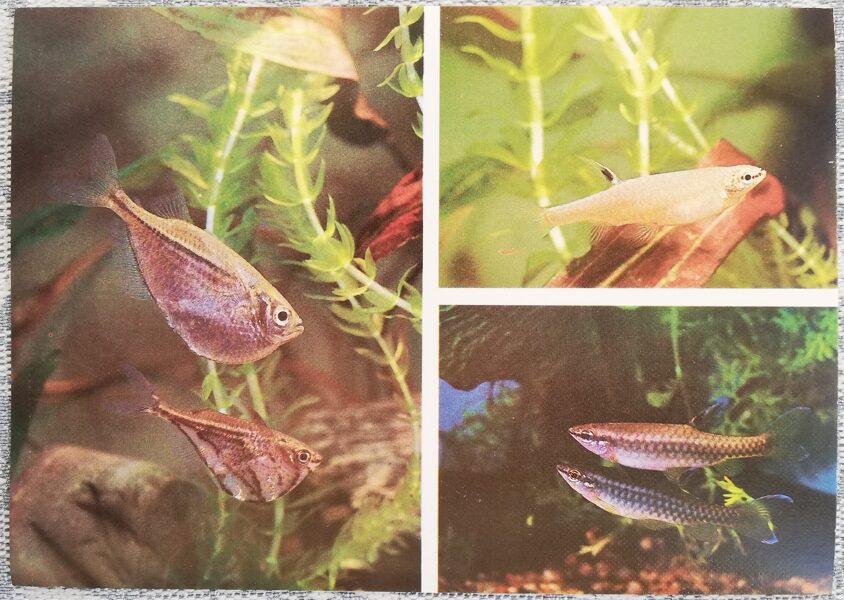 Lebiasinidae 1987 Carnegiella strigata 15x10.5 cm aquarium fish USSR postcard  