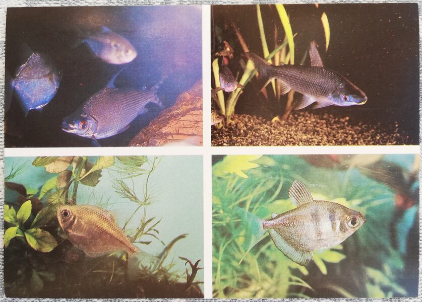Curimatidae 1987 Semaprochilodus spec. 15x10.5cm aquarium fish USSR postcard  