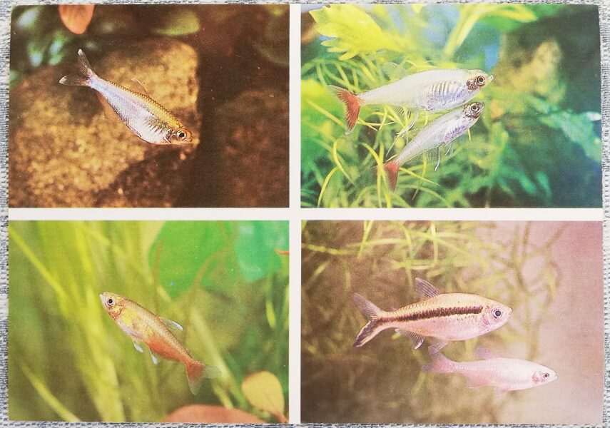 Characidae 1987 Boehlkea fredcochui 15x10.5 cm aquarium fish USSR postcard  