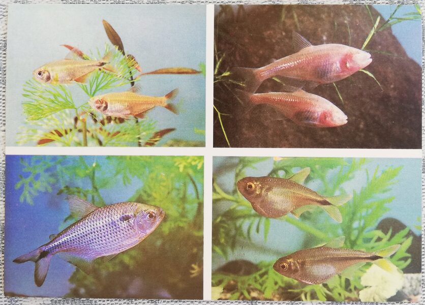 Characidae 1987 Astyanax bimaculatus 15x10.5 cm aquarium fish USSR postcard  