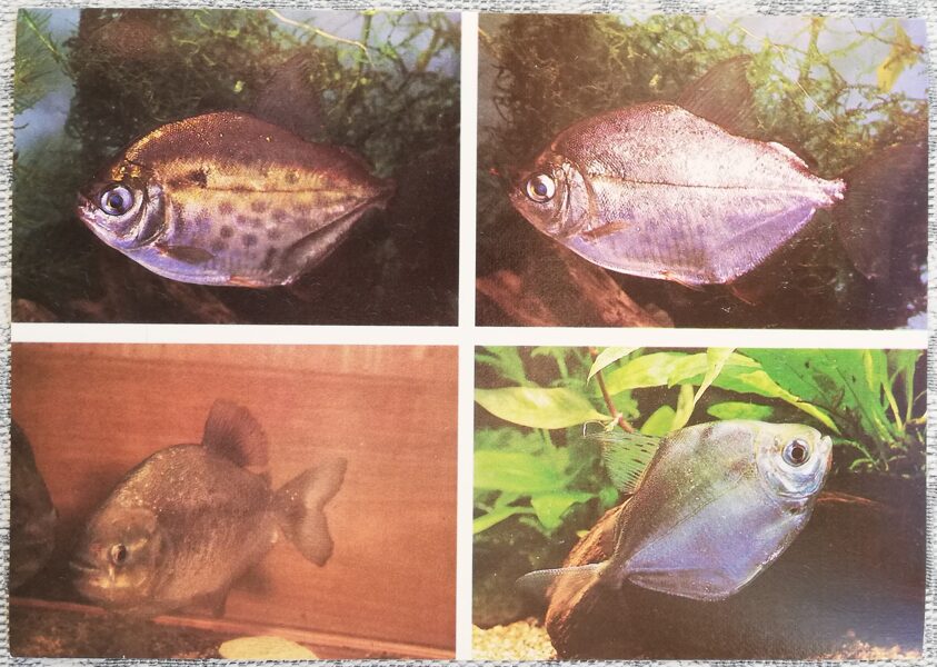 Serrasalmidae 1987 Serrasalmus nattereri 15x10.5 cm aquarium fish USSR postcard  