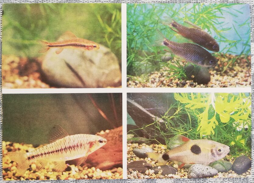 Crenuchidae 1987 Poecilocharax weitzmani 15x10.5 cm aquarium fish USSR postcard   