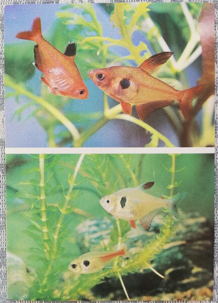 Characidae 1987 Megalamphodus sweglesi 10.5x15 cm aquarium fish USSR postcard  