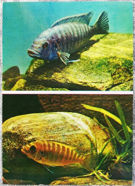 Cichlids 1983 Petrotilapia 10.5x15 cm aquarium fish USSR postcard  