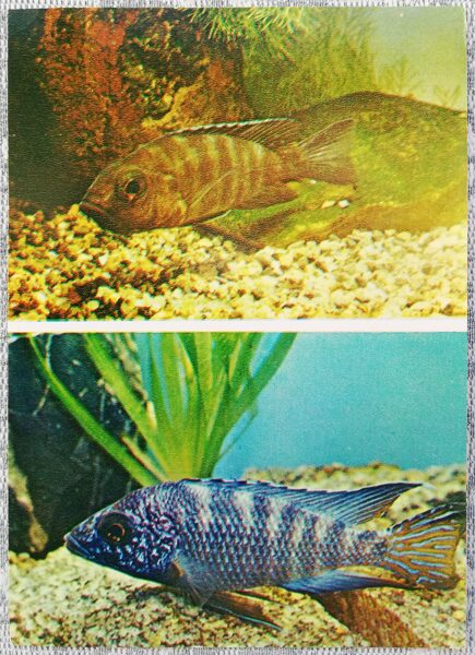 Cichlids 1983 Patterned aulonocara 10.5x15 cm aquarium fish USSR postcard  