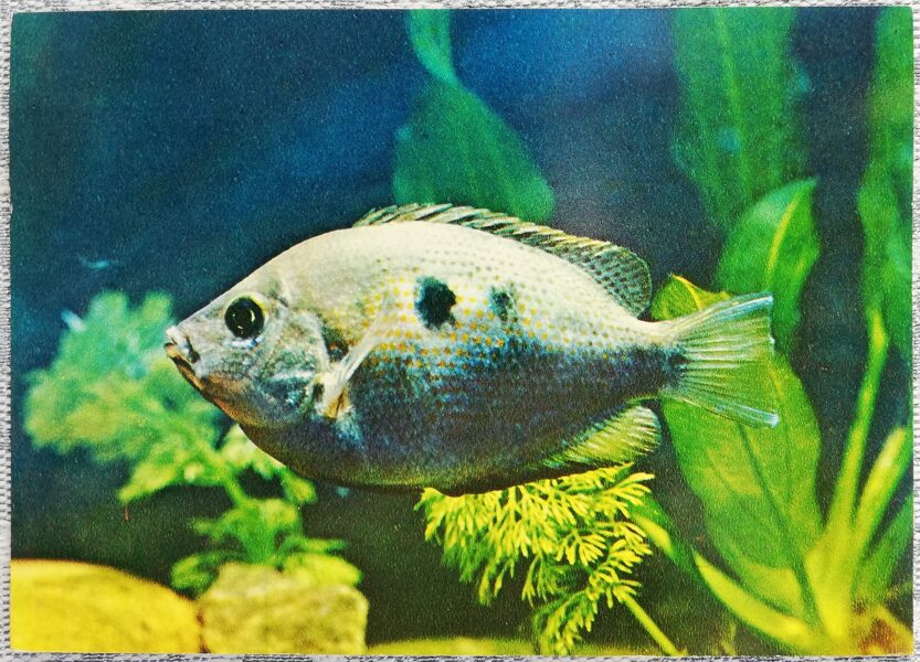 Cichlids 1983 Spotted etroplus 15x10.5 cm aquarium fish USSR postcard  
