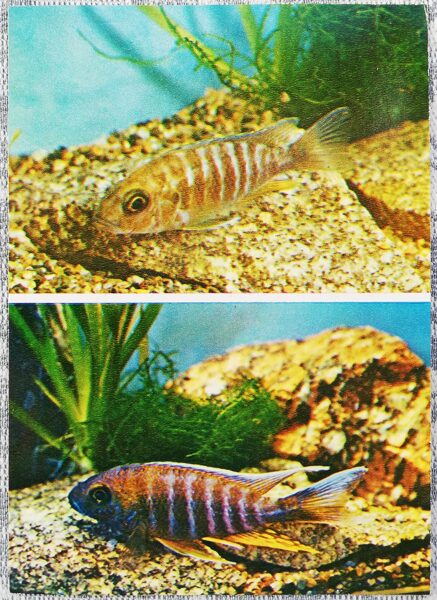 Cichlids 1983 Lyretail trematocranus 10.5x15 cm aquarium fish USSR postcard  