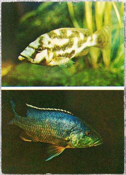 Cichlids 1983 Haplochromis livingstone 10.5x15 cm aquarium fish postcard USSR  
